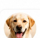 Max the Labrador